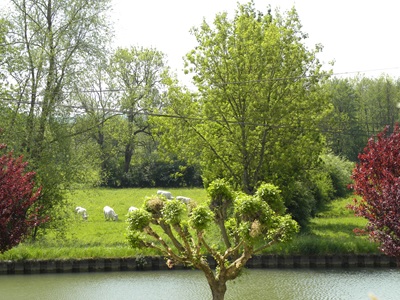 jardin des Chambres d'hôtes à vendre à Buffon en Côte d'Or