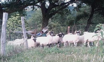 jardin de l'Ecogite à vendre à Decazeville en Aveyron
