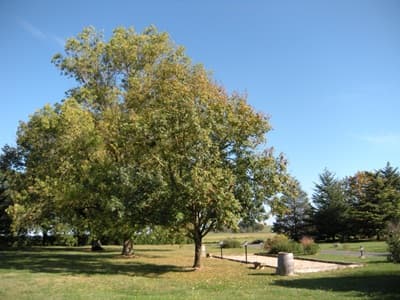 parc des Chambres d'hôtes et gîte à vendre à Montans dans le Tarn